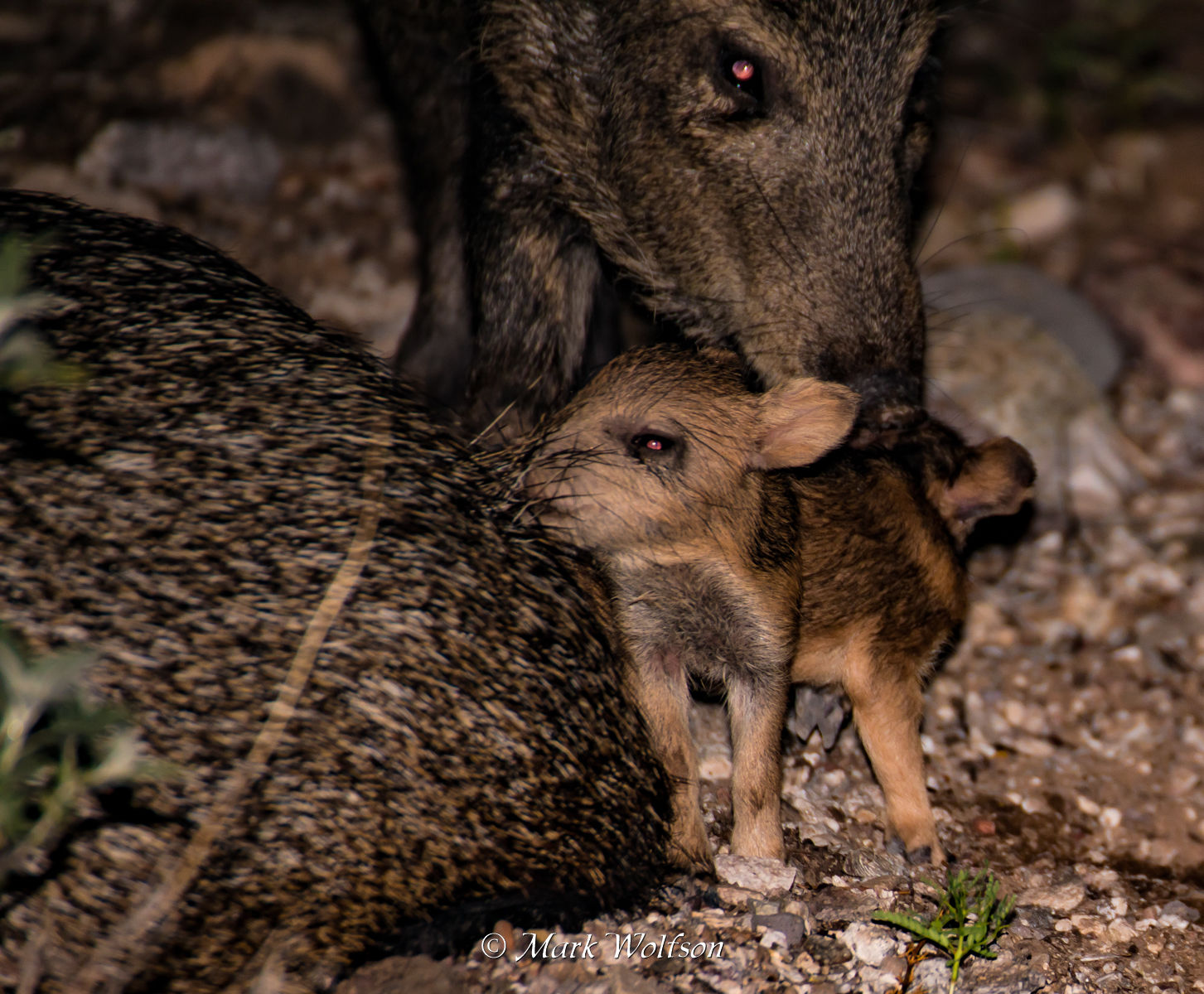 Southern Arizona Wildlife Babies